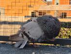 Te koop marchenero duivin 2025, Dieren en Toebehoren, Vogels | Duiven, Vrouwelijk