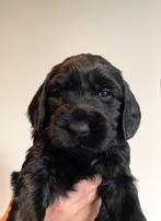 Labradoodle pup, Rabiës (hondsdolheid), Overige rassen, 8 tot 15 weken, Meerdere