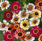 Zaden Bonte Ganzebloem - Chrysanthemum Carinatum rainbow mix, Verzenden, Voorjaar, Volle zon, Zaad