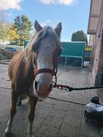 Full lease paard GEZOCHT!!, Dieren en Toebehoren, Ophalen of Verzenden, Nieuw