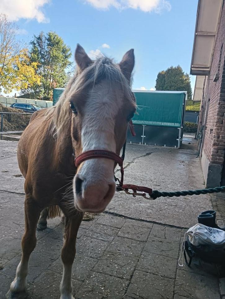 Full lease paard GEZOCHT!!, Dieren en Toebehoren, Paarden en Pony's | Verzorgingsproducten, Nieuw, Ophalen of Verzenden