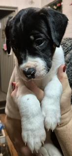 De laatste pup ( reutje) beschikbaar, België, Particulier, Reu, 8 tot 15 weken