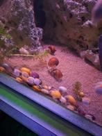 Appelslakken te koop, Slak of Weekdier, Zoetwatervis, Schoolvis