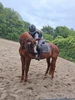 verzorg/bijrijd pony gezocht/bijrijder aangeboden, Ophalen of Verzenden