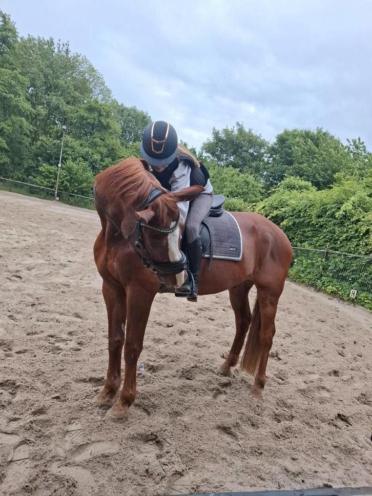 verzorg/bijrijd pony gezocht/bijrijder aangeboden, Hobby en Vrije tijd, Overige Hobby en Vrije tijd, Ophalen of Verzenden