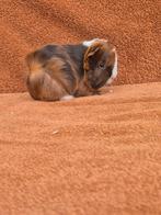 Peruvian zeugje choco goud wit kruinen kuif stamboom, Dieren en Toebehoren, Knaagdieren, Cavia, Vrouwelijk, Januari, Tam