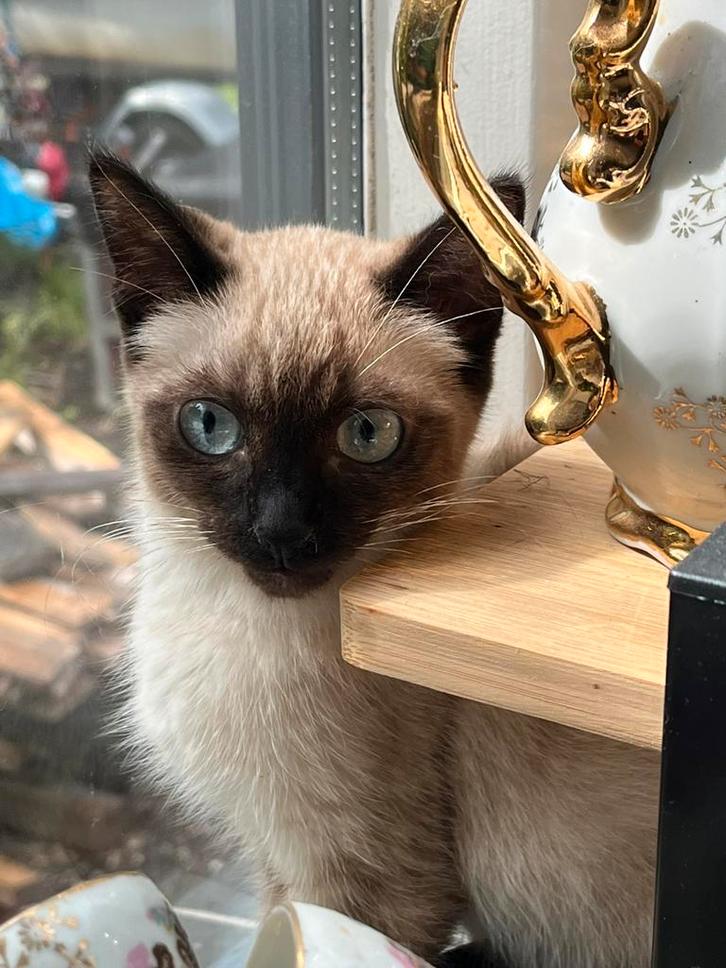 Blauwe rus Colorpoint, Dieren en Toebehoren, Katten en Kittens | Raskatten | Korthaar, Meerdere dieren, Ontwormd