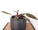 Philodendron Pink Princess 💜, Huis en Inrichting, Kamerplanten, Ophalen, Overige soorten, Halfschaduw, Minder dan 100 cm