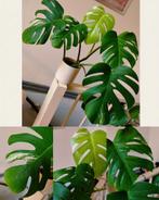 Monstera variegata, Huis en Inrichting, Kamerplanten, Ophalen, Halfschaduw, Minder dan 100 cm