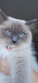 Mooie Ragdoll-Britse Korthaar mix te koop, Poes, Langharig, 0 tot 2 jaar