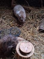 2 vrouwtjes cavia's, Dieren en Toebehoren, Juni, Vrouwelijk, Cavia