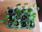 Pannenkoekplant - verschillende maten, inclusief potje, Huis en Inrichting, Kamerplanten, Ophalen, Overige soorten, Minder dan 100 cm