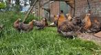 Jonge Orpington hanen en hennen, kleur: Koekoekp, Dieren en Toebehoren, Meerdere dieren, Kip