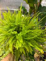 Nephrolepis Sonata Hangplant - Varen, Huis en Inrichting, Ophalen of Verzenden