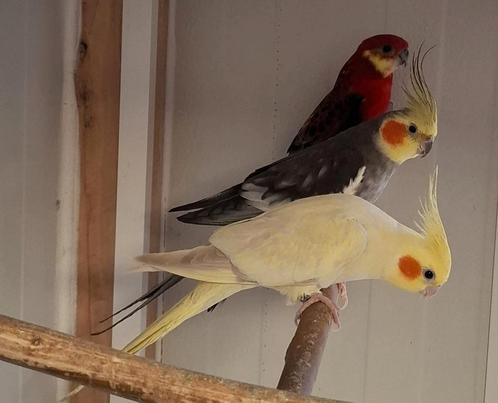 Super mooi koppel valkparkieten, Dieren en Toebehoren, Vogels | Overige Vogels, Tropenvogel, Meerdere dieren, Geringd