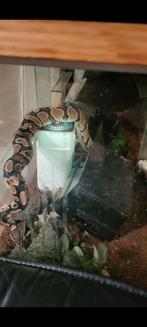 konings-Phyton met terrarium. slang ook los te koop, Dieren en Toebehoren, Reptielen en Amfibieën | Toebehoren, Ophalen, Zo goed als nieuw