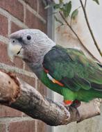 Poicephalus suahelicus man en pop (kaapse papegaai), Dieren en Toebehoren, Meerdere dieren, Papegaai, Geringd