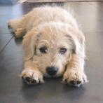 Prachtige Lagotto Romagnolo puppy's, sociaal slim., 8 tot 15 weken, Meerdere, Nederland, Particulier