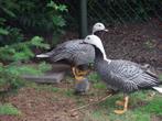 Ganzen en Zwanen, Dieren en Toebehoren, Pluimvee, Meerdere dieren, Gans of Zwaan