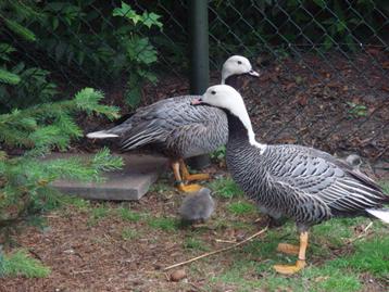 Ganzen en Zwanen beschikbaar voor biedingen