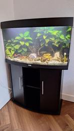 Jewel Aquarium Vision 180, Ophalen, Gebruikt, Gevuld zoetwateraquarium