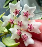 Hoya sp. aff. chinghungensis, zeldzaam, Verzenden, Overige soorten, Halfschaduw, Minder dan 100 cm