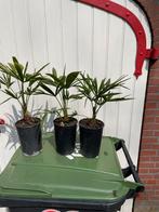 Trachycarpus palm 5 j oud, Tuin en Terras, Planten | Tuinplanten, Ophalen of Verzenden