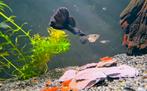 PURPLE Moscow Dumbo Guppy's, Dieren en Toebehoren, Vis
