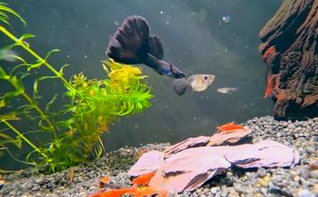 PURPLE Moscow Dumbo Guppy's  beschikbaar voor biedingen