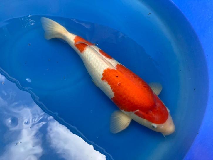 Kohaku 55 cm koi vrouw, Dieren en Toebehoren, Vissen | Vijvervissen, Karper of Koi