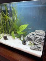 Gezocht: aquarium vulling ter adoptie, Ophalen, Gebruikt, Gevuld zoetwateraquarium