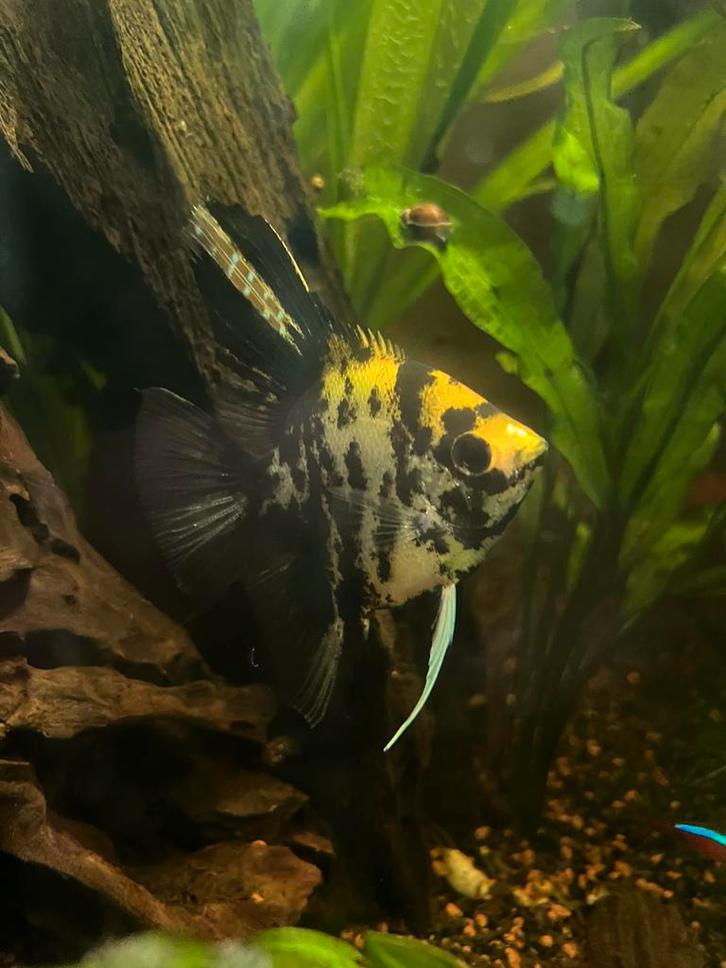 maanvis (Pterophyllum scalare)., Dieren en Toebehoren, Vissen | Aquariumvissen, Vis