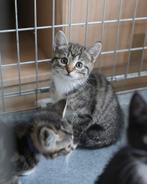 Lieve kitten zoekt een fijn huisje!, Dieren en Toebehoren, Katten en Kittens | Overige Katten, Poes