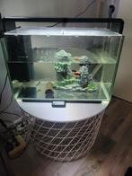 Aquarium 60 liter, Dieren en Toebehoren, Vissen | Aquaria en Toebehoren, Ophalen of Verzenden, Zo goed als nieuw, Gevuld zoetwateraquarium