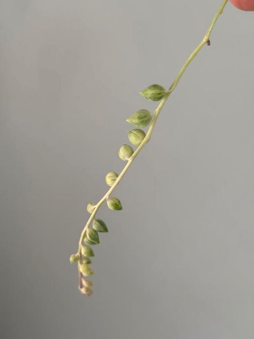 Curio herreanus (variegated) stek, Huis en Inrichting, Kamerplanten, Overige soorten, Minder dan 100 cm, Ophalen