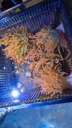 Sunburst buble tip Anemone, Dieren en Toebehoren, Vissen | Aquariumvissen, Overige typen, Zoutwatervis