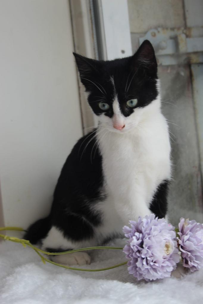 Lief zwart wit katertje!, Dieren en Toebehoren, Katten en Kittens | Overige Katten, Kortharig, Kater, 0 tot 2 jaar