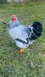 Wyandotte haan, Dieren en Toebehoren, Mannelijk, Kip