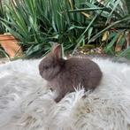 kleurdwerg, Dieren en Toebehoren, Konijnen, Vrouwelijk, Dwerg, 0 tot 2 jaar