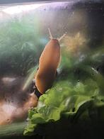 Afrikaanse reuzenslak, Overige soorten, 0 tot 2 jaar