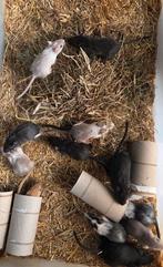 Gerbils, Dieren en Toebehoren, Augustus, Meerdere dieren, Overige typen, Tam