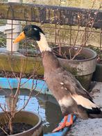 ‼️ Spoed: loopeend woerd zoekt rustig 5⭐️ thuis 🦆, Meerdere dieren, Eend