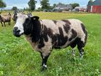 Mooie overjarige bonte dekram., Mannelijk, Schaap, 3 tot 5 jaar