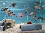 Pauwoog Cichliden, Astronotus Ocellatus, Oscar, Dieren en Toebehoren, Vissen | Aquariumvissen, Vis, Zoetwatervis