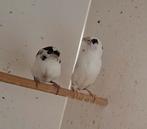 Japanse meeuwtjes, Dieren en Toebehoren, Vogels | Overige Vogels, Meerdere dieren, Tropenvogel