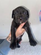 Bully xl x rottweiler pups nog 2 reutjes 3 teefjes, 8 tot 15 weken, Parvo, Meerdere, Meerdere dieren