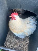 2 cochin kriel hanen, Dieren en Toebehoren, Pluimvee, Mannelijk, Kip