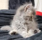Britse langhaar kittens,  10 weken oud super mooi! Ingeënt, Dieren en Toebehoren, Katten en Kittens | Raskatten | Langhaar, Meerdere dieren