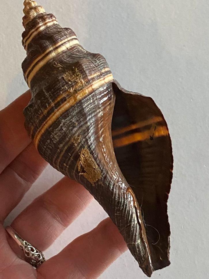 Melongena schelp, Verzamelen, Mineralen en Fossielen, Ophalen of Verzenden