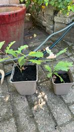2 mini eikjes eiken quercus, Ophalen of Verzenden, Halfschaduw